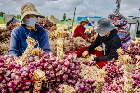 Giá hành tím Sóc Trăng tăng vọt trong ngày giáp Tết Nguyên đán