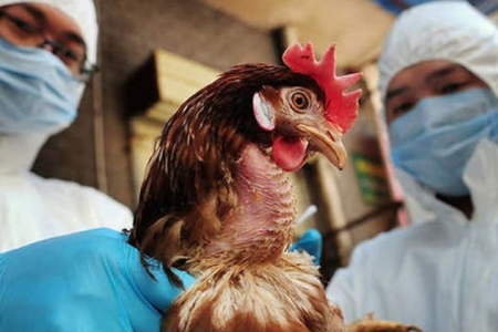 Campuchia có người chết do H5N1, Việt Nam lo ngại dịch bệnh xâm nhập