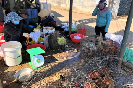 Gia Lai ngăn chặn tình trạng nhập lậu, vận chuyển trái phép gia cầm, sản phẩm gia cầm trái phép