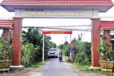 Long An: Triển khai đề án phát triển làng nghề trồng mai gắn với phát triển du lịch