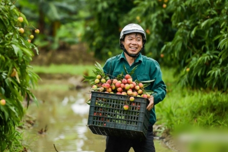 Vải lai chín sớm được mùa, ước tính sản lượng trên 12.000 tấn