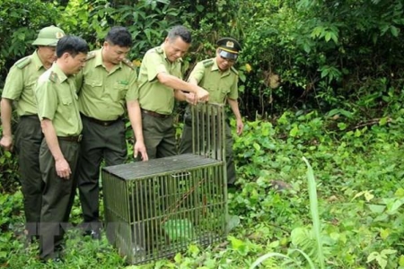 Quảng Ninh: Thả 10 cá thể khỉ về môi trường tự nhiên tại Vân Đồn