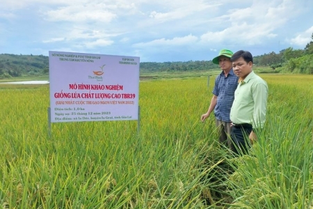 Gia Lai: Nghiên cứu, sản xuất giống phục vụ cơ cấu lại ngành nông nghiệp