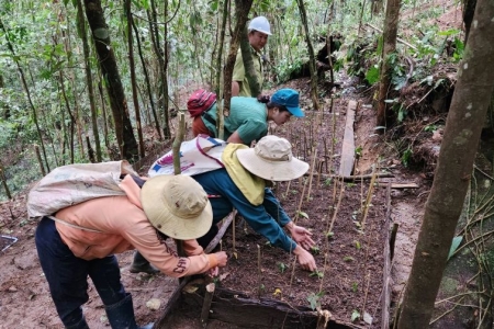 Kon Tum: Có gần 7.570 ha sâm Ngọc Linh và các loại dược liệu khác