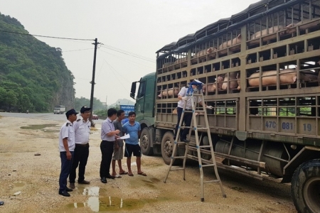 Gia Lai: Xử lý nghiêm hành vi mua bán, vận chuyển trái phép lợn qua biên giới vào Việt Nam