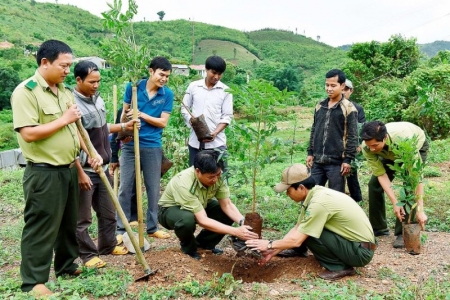 Gia Lai: Ban hành kế hoạch trồng rừng thay thế năm 2023