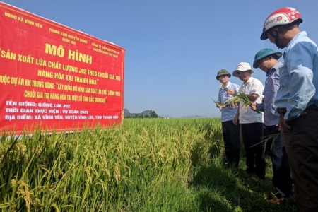 Thanh Hóa: Chuyển đổi cơ cấu các loại giống lúa lai năng suất vào sản xuất