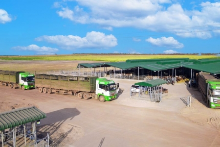 THILOGI vận chuyển gần 6.000 con bò trong tháng 8/2023