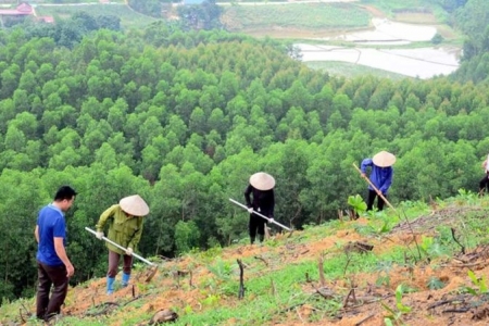 Nhiều sai sót trong việc quản lý rừng tại các địa phương được Kiểm toán Nhà nước kết luận