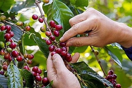 Giá cà phê hôm nay 11/11: Quay đầu giảm nhẹ
