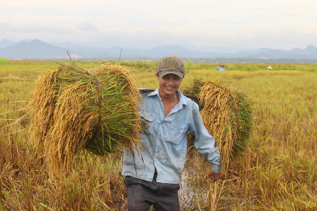 Giá lúa gạo hôm nay 14/11: Biến động trái chiều