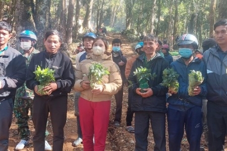 Kon Tum: Cấp 12.000 cây sâm Ngọc Linh tặng 300 hộ nghèo