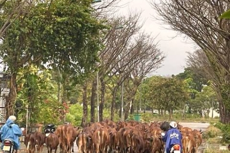 Đà Nẵng: Cần chấn chỉnh, xử lý đối với các chủ hộ nuôi trâu, bò thả rong