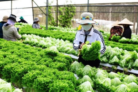 TP. Hồ Chí Minh và Lâm Đồng đẩy mạnh hợp tác sản xuất, tiêu thụ nông sản sạch