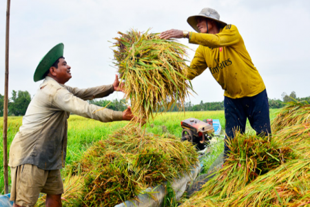 Giá lúa gạo hôm nay 03/01/2024: Quay đầu giảm với lúa