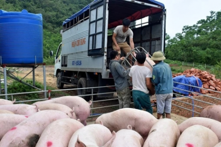 Tăng cường ngăn chặn buôn lậu, vận chuyển trái phép động vật, sản phẩm động vật qua biên giới vào Việt Nam