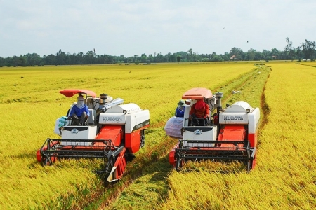 Đồng bằng sông Cửu Long: Nông dân rộn ràng “mùa vàng” đón Tết