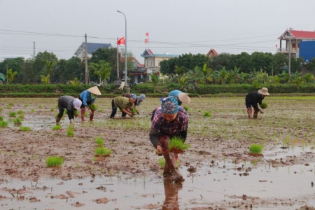 Nam Định: Bà con nông dân hối hả xuống đồng