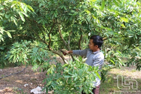 Huyện Đồng Hỷ - Thái Nguyên: 151 ha cây ăn quả đạt tiêu chuẩn VietGAP, hữu cơ