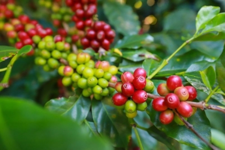 Giá cà phê hôm nay 21/3: Robusta và Arabica đồng loạt giảm, trong nước duy trì mức cao