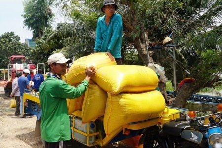 Giá lúa gạo hôm nay 23/03: Đồng loạt giảm, thị trường giao dịch chậm  