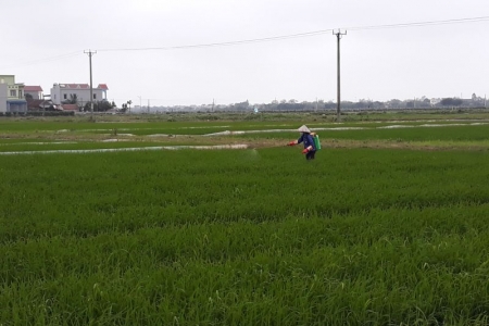 Sâu bệnh “hoành hành” lúa xuân, ngành nông nghiệp Nam Định khuyến cáo điều gì?