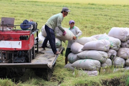 Giá lúa gạo hôm nay 7/4: Đi ngang sau phiên điều chỉnh giảm