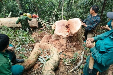 Năm đối tượng khai thác gỗ rừng tự nhiên trái pháp luật tại Thanh Hóa sa lưới