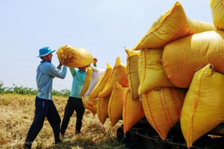 Giá lúa gạo hôm nay 17/4: Giá gạo tiếp tục giảm nhẹ, giá lúa chào cao