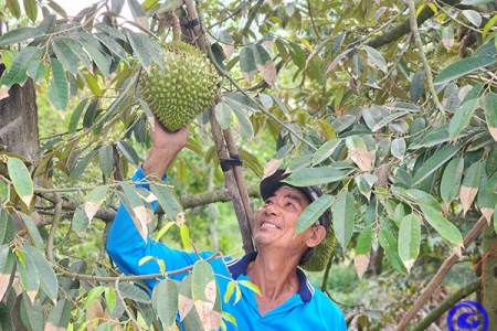 Tiền Giang có hơn 6.900 ha sầu riêng được cấp mã số vùng trồng xuất khẩu