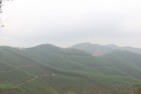 Bắc Giang: Chuyển hơn 27 ha rừng sản xuất sang mục đích khác để thực hiện 7 dự án