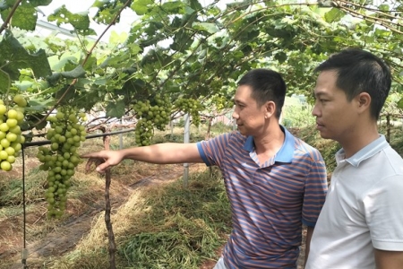 Người mở đường trồng nho mẫu đơn ở vùng đất Tây Nguyên