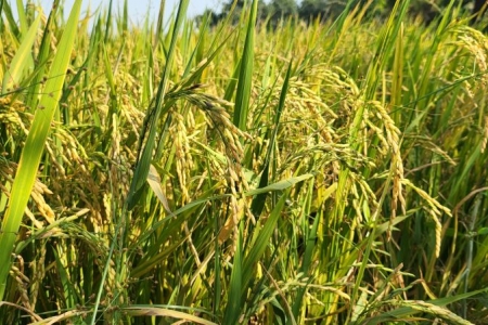 Giá lúa gạo hôm nay 6/6: Giá gạo xuất khẩu tiếp tục đà giảm