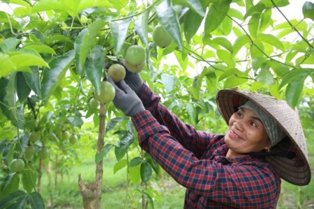 Đưa sản phẩm chanh leo Đầm Hà ra thị trường thế giới