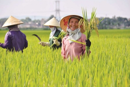 Những chính sách nào hỗ trợ người nông dân trồng lúa 'đứng vững' trước rủi ro?