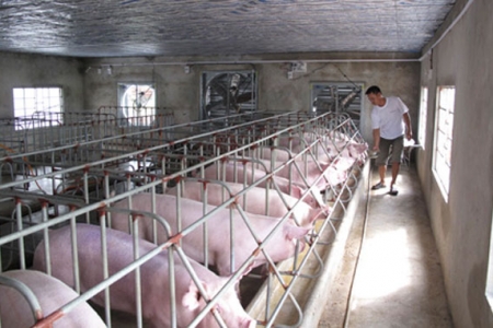 Giá heo hơi hôm nay 7/7: Cao nhất 69.000 đồng/kg