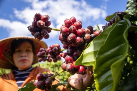 Giá cà phê hôm nay 11/7: Tăng mạnh 2,000 đồng/kg