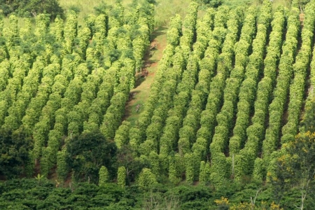 Giá tiêu hôm nay 16/9: Trong khoảng 152,000 - 156,000 đồng/kg