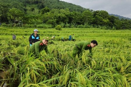 Mưa lũ gây thiệt hại hơn 2.482 ha cây trồng tại Thanh Hóa