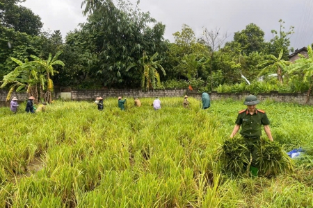 Vĩnh Phúc: Khẩn trương phục hồi sản xuất nông nghiệp và khắc phục hậu quả thiệt hại sau cơn bão số 3