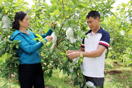 Bắc Giang: Quy hoạch vùng sản xuất, hướng tới nền nông nghiệp hiện đại