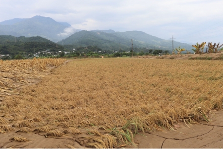 Lào Cai tập trung triển khai các biện pháp phục hồi sản xuất nông, lâm nghiệp sau bão và mưa, lũ, sạt lở