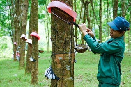 Cao su vào mùa vụ khai thác chính, giá phục hồi giúp hoạt động kinh doanh của GVR cải thiện