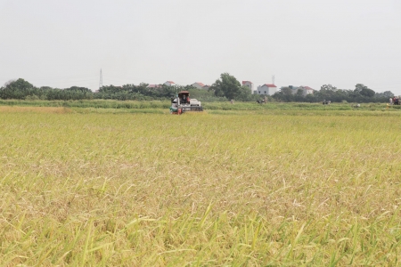 Bắc Ninh: Tập trung thu hoạch nhanh gọn diện tích lúa Mùa