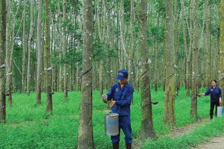 Cao su Tây Ninh mang về khoản lợi nhuận sau thuế đạt 73 tỷ đồng, gấp 5,6 lần cùng kỳ