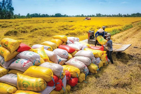 Giá lúa gạo hôm nay 19/10: Đi ngang trong phiên cuối tuần