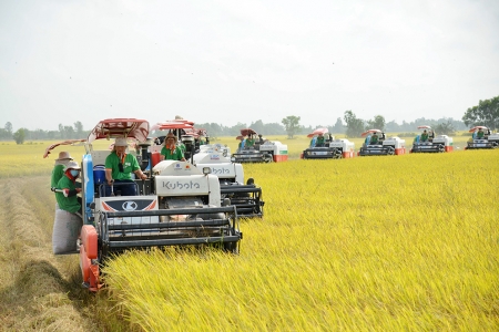 Việt Nam là quốc gia đầu tiên thực hiện Chương trình sản xuất lúa giảm phát thải trên quy mô lớn