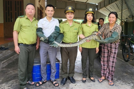 Người dân giao nộp 1 cá thể trăn đất quý hiếm