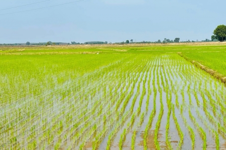 Bình Thuận: Điều kiện chuyển mục đích sử dụng đất trồng lúa nhỏ hơn 2 ha sang mục đích khác