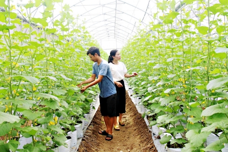 Bắc Giang: Đẩy mạnh liên kết chuỗi trong sản xuất nông nghiệp